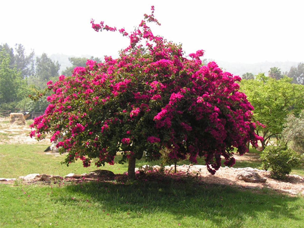 Amikam Meshek 81 משק 81 עמיקם Exterior foto