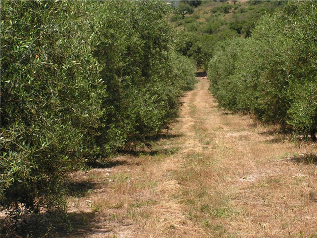 Amikam Meshek 81 משק 81 עמיקם Exterior foto